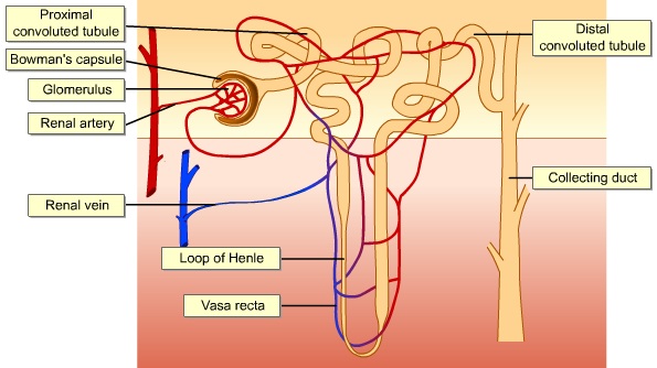 function of vasa recta